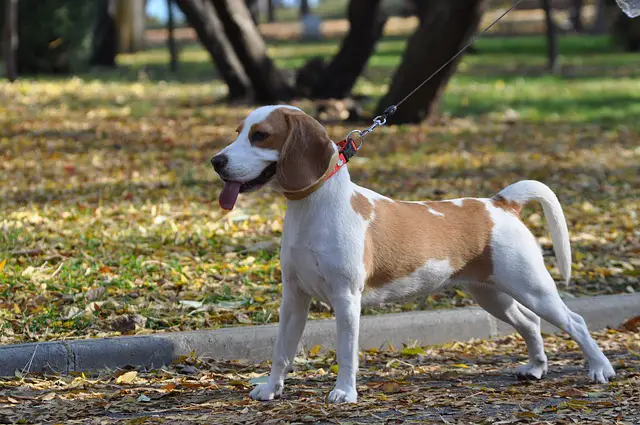 Beagle Dog Cute Canine Pet Animal Puppy Happy
