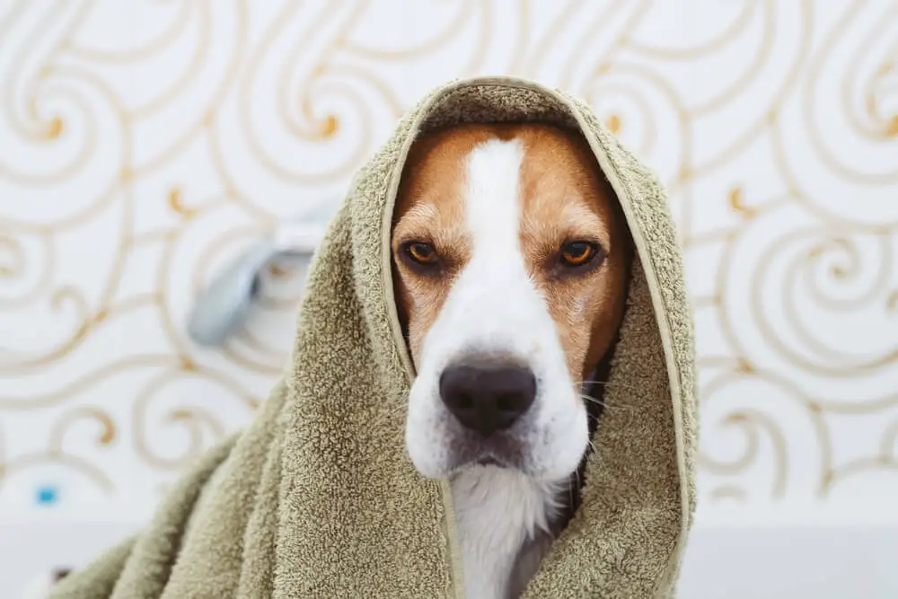Beagle Dog Sitting in Bathtub Waiting to be Dried
