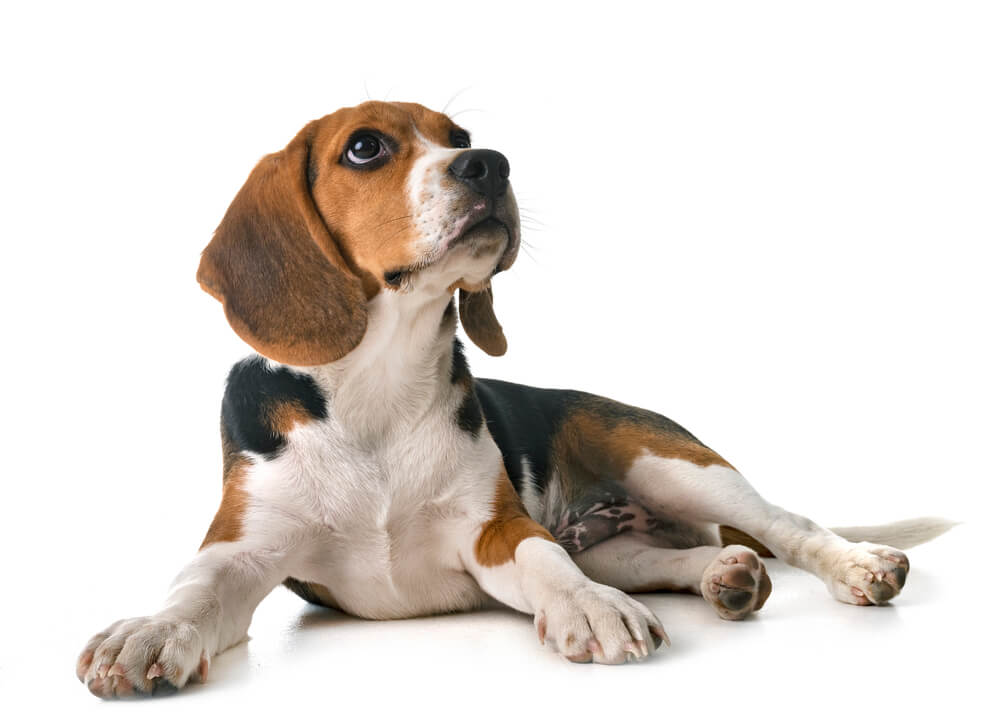 Beagle dog in front of white background