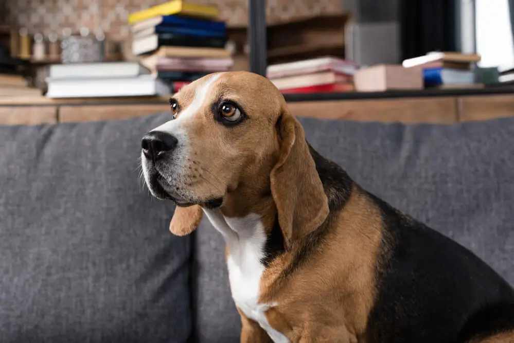 Beagle dog on sofa