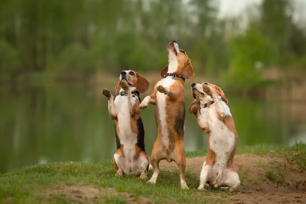 Beagle dogs group of three outdoor in summer landscape