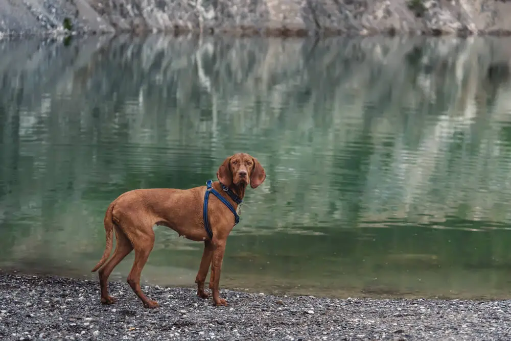 Hungarian Vizsla dog in harness walking by mountain lake with emerald water. Portrait of purebred pointer walk on mountain hiking trail across wild river. Pet travel concept.
