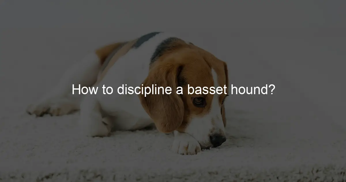 How to discipline a basset hound? Hound Family