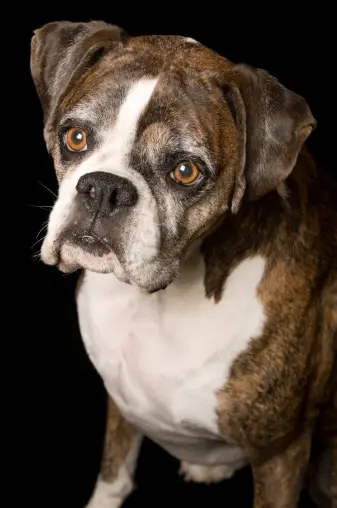 boxer and hound mix